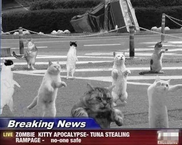 Random Pics - Cat - Breaking News Live Zombie Kitty ApocalypseTuna Stealing Rampage noone safe Exclusive