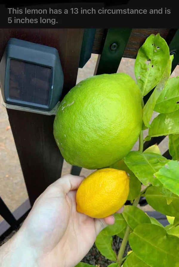 - This lemon has a 13 inch circumstance and is 5 inches long.