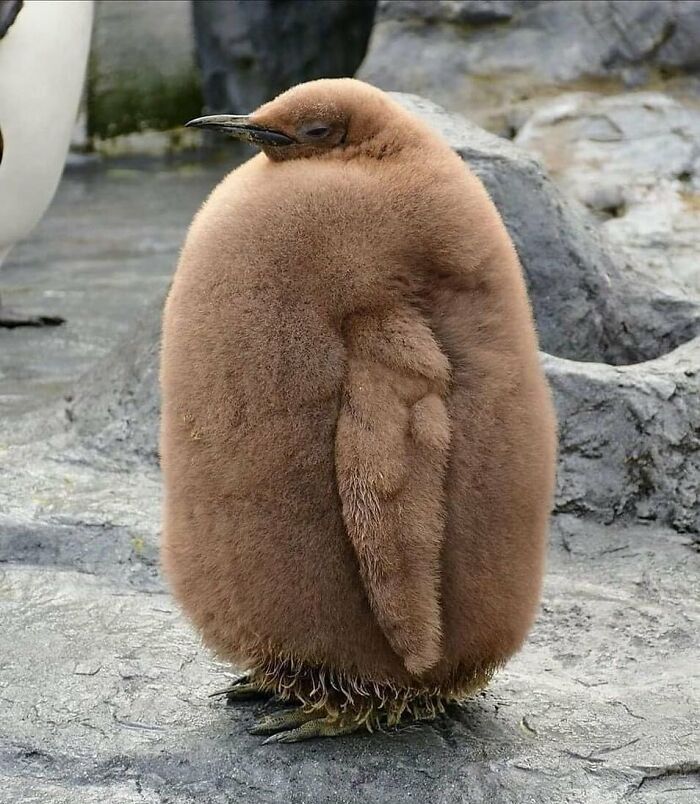 absolute unit sized thigns - brown baby penguin