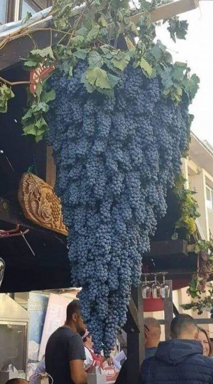 absolute unit sized thigns - caleb cluster of grapes - Per 00