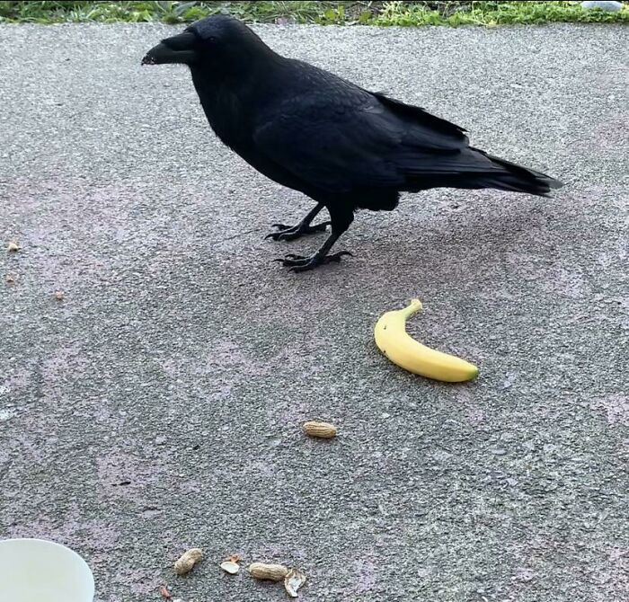 My Crow Friend, Who Comes Visits Me Daily