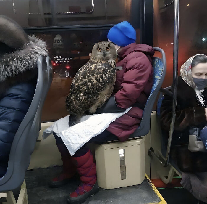 absolute unit sized thigns - massive owl
