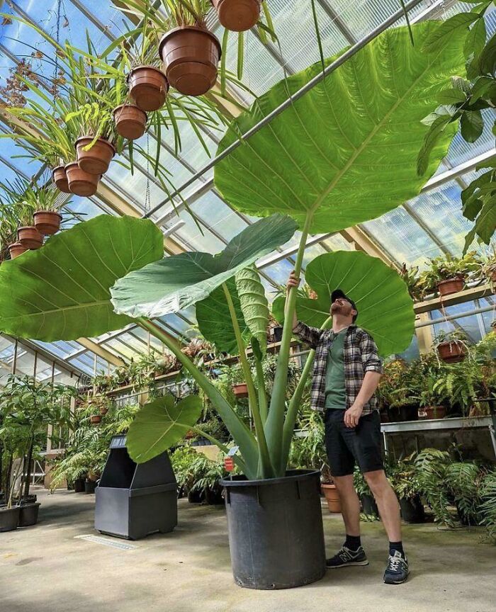 This Elephant Ears Plant At A Plant Store