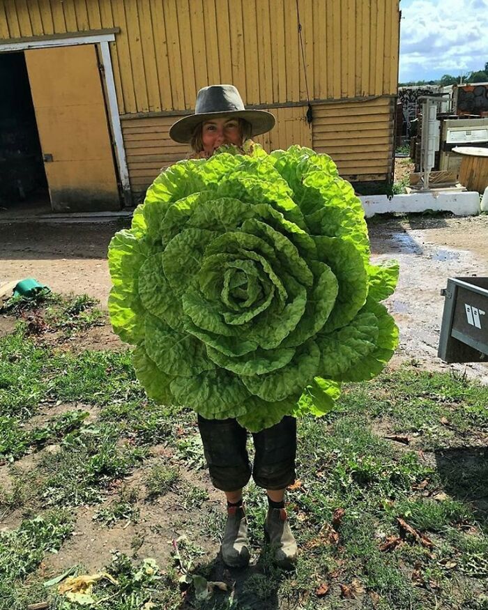 Big Lettuce
