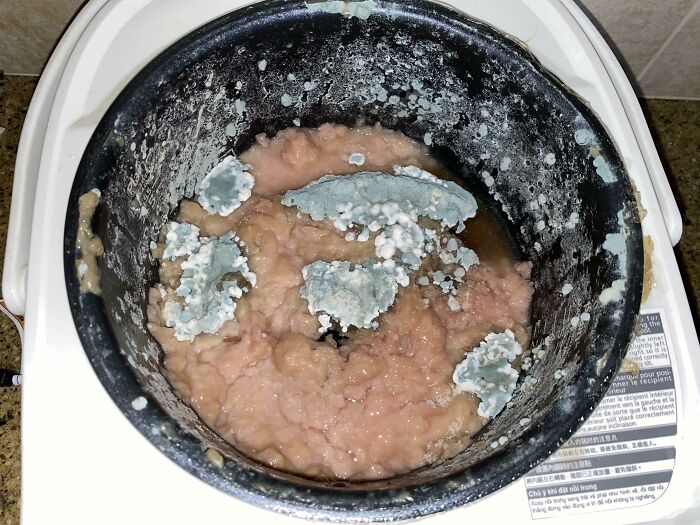 Roommate's Rice Cooker Has Turned Into Brain-Like Tissue. He Refuses To Clean It, And Leaves It On The Shared Kitchen Counter