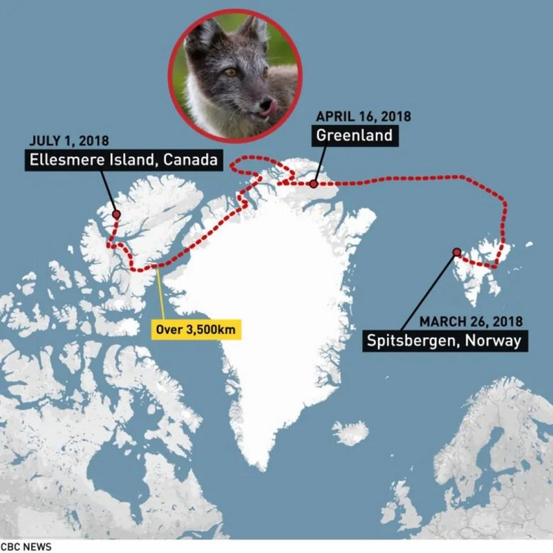 Awesome pics - fox travels from norway to canada - Ellesmere Island, Canada Cbc News Over m Greenland Spitsbergen, Norway