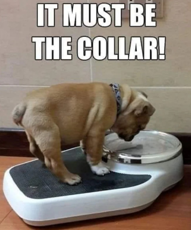 dog - It Must Be The Collar!