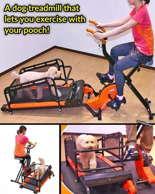 stationary bike with dog - Adog treadmill that lets you exercise with your pooch!