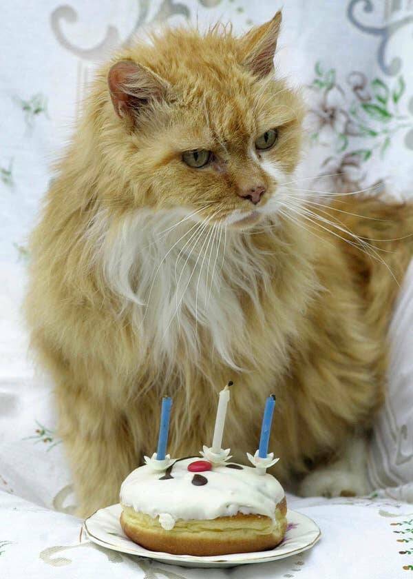 fascinating photos - oldest cat in the world - V