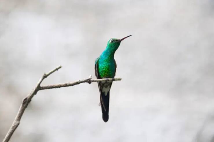 fascinating photos - hummingbird