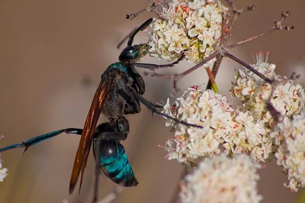 A giant American wasp called the tarantula wasp has a sting so painful, one peer-reviewed journal advises anyone who gets stung to “lie down and scream” to avoid further injury.