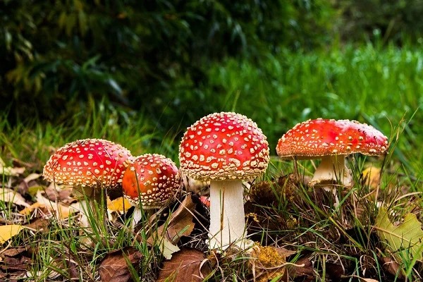 Mushrooms can create a slight breeze even when the air is calm. They release water vapor, cooling the air and creating a convective current that gets the air moving, carrying spores away from the parent.