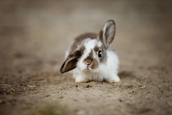 In 1859, English settler Thomas Austin released only 24 rabbits onto his property in Australia, stating “The introduction of a few rabbits could do little harm and might provide a touch of home, in addition to a spot of hunting.” By the 1920’s the population of rabbits in Australia reached 10 billion.