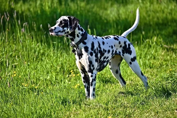 Dalmatians used to run alongside horse drawn fire trucks acting as a barking siren to clear crowds. This is the reason for their positive reputation with firefighters.