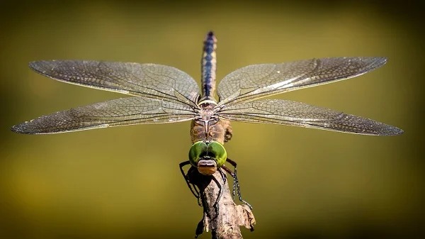 Dragonflies are one of the most efficient killers in nature, capturing their prey more than 95% of the time.