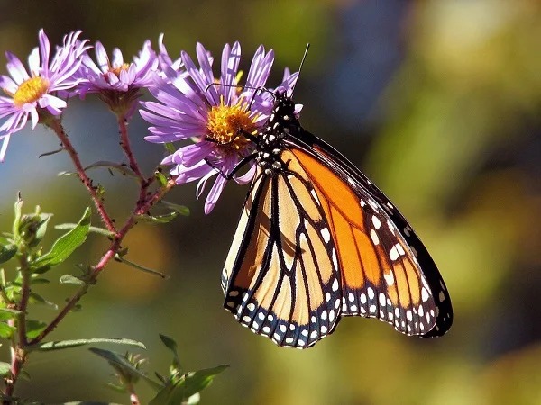 More than 90 percent of the monarch butterfly population has vanished in the last 25 years.