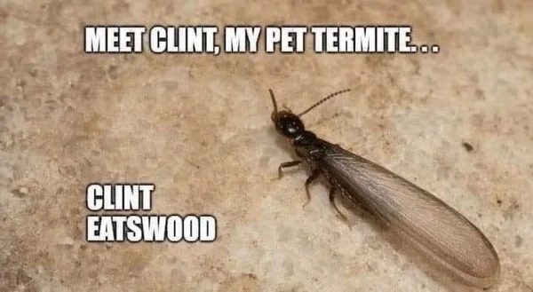 dank memes - reticulitermes flavipes - Meet Clint, My Pet Termite... Clint Eatswood
