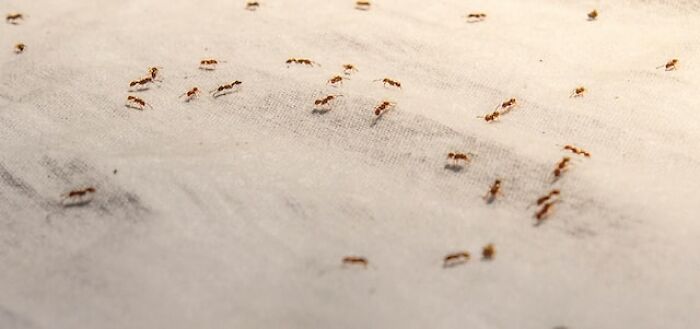 tiny sugar ants - An