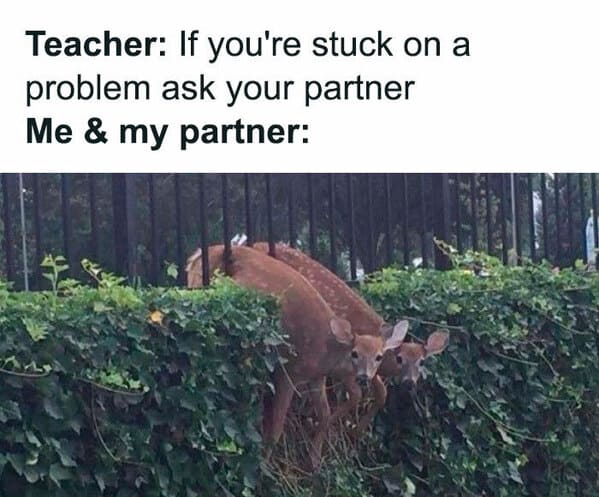 relatable memes - fauna - Teacher If you're stuck on a problem ask your partner Me & my partner