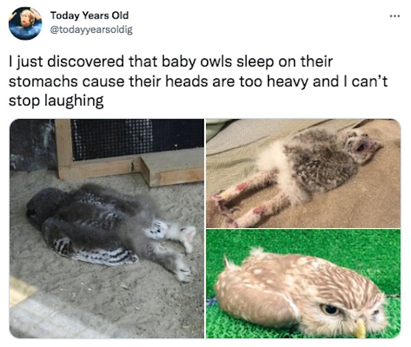 relatable memes - fauna - Today Years Old I just discovered that baby owls sleep on their stomachs cause their heads are too heavy and I can't stop laughing