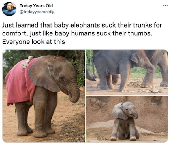 relatable memes - Today Years Old Just learned that baby elephants suck their trunks for comfort, just baby humans suck their thumbs. Everyone look at this