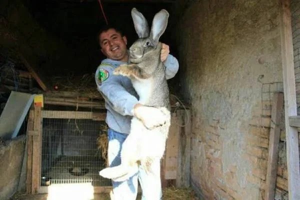 huge versions of ordinary items - flemish giant bunny