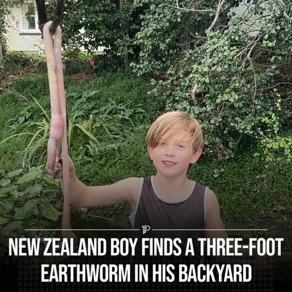 huge versions of ordinary items - giant worm christchurch - P New Zealand Boy Finds A ThreeFoot Earthworm In His Backyard