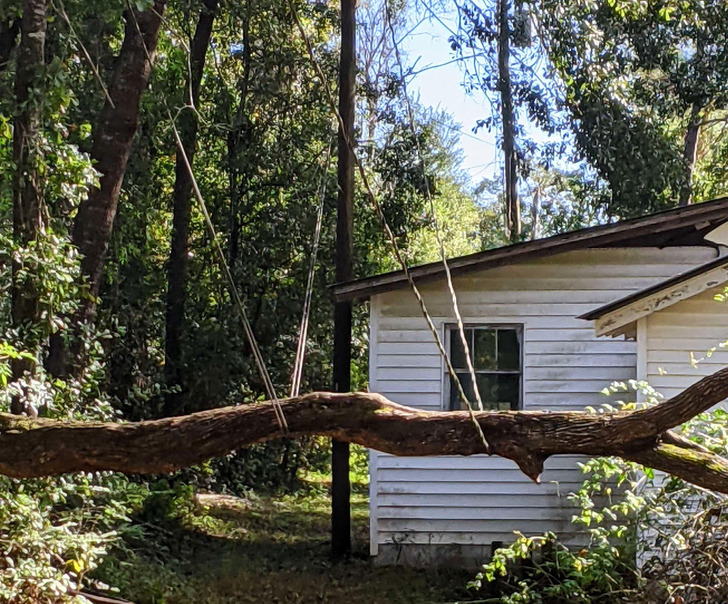 ’’I’m so glad my power and internet lines could stop this tree from falling and hurting itself.’’