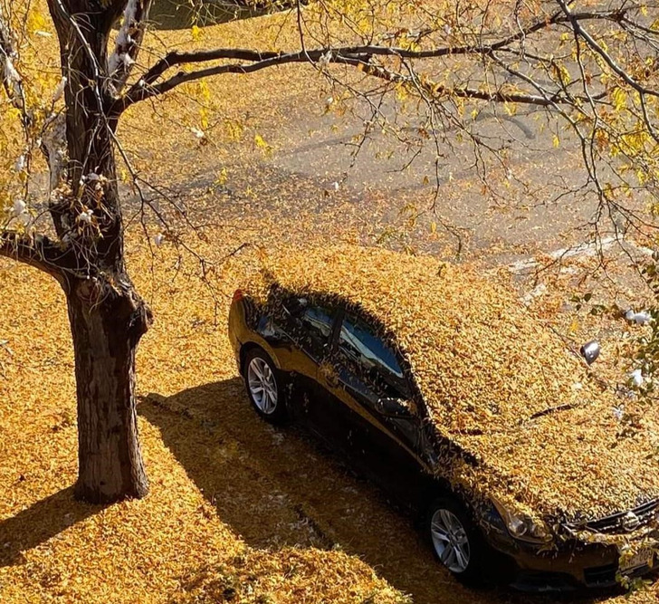 ’’We had our first snow last night. Apparently the tree decided to drop all its leaves on my car.’’