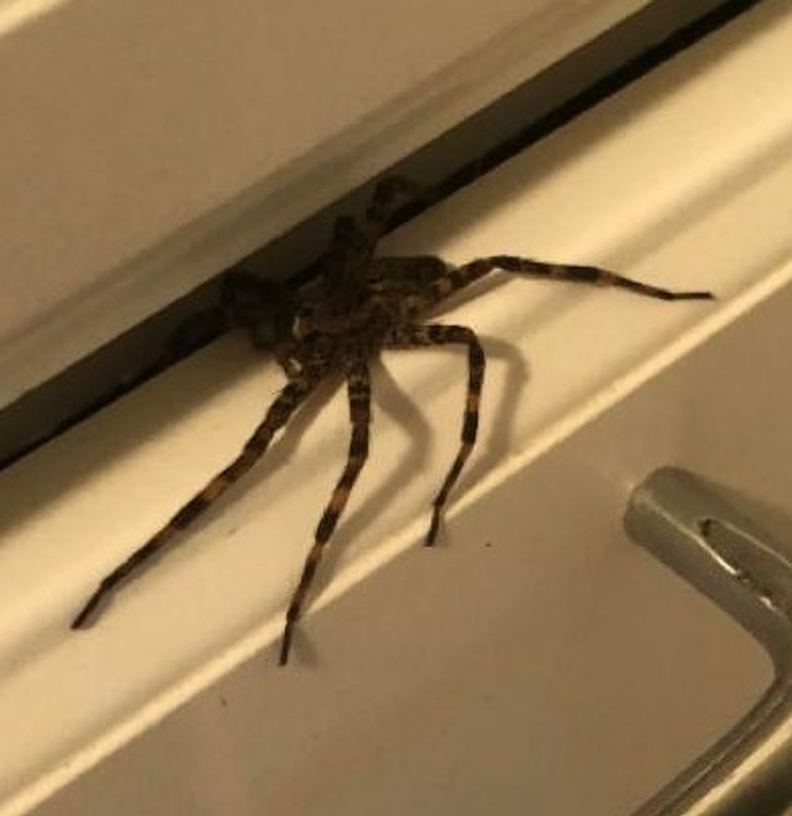 “Yep. That is your drawer now. Wolf spider is harmless, but he’s mentally dominating me.”