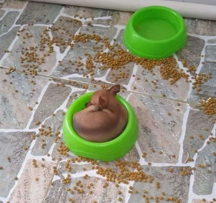 “This dog emptied the food bowl so it could sleep in the bowl instead.”