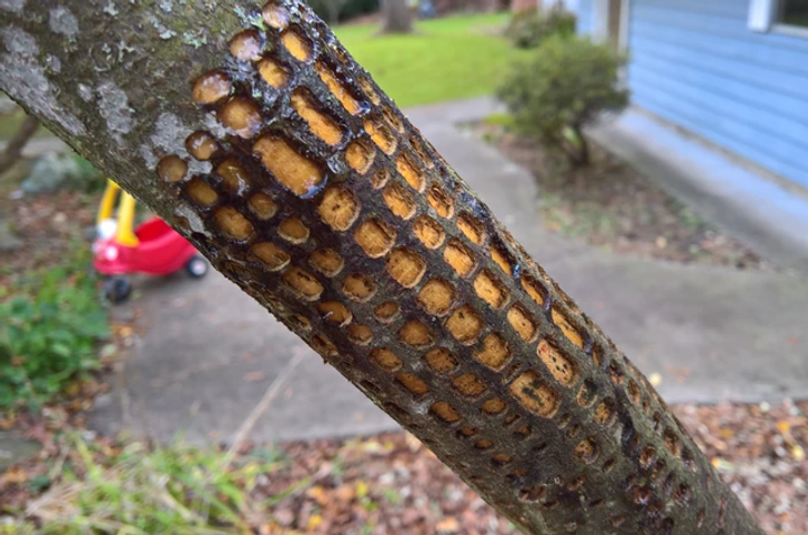 “A woodpecker (or some other bird) has been making interesting patterns in my tree.”
