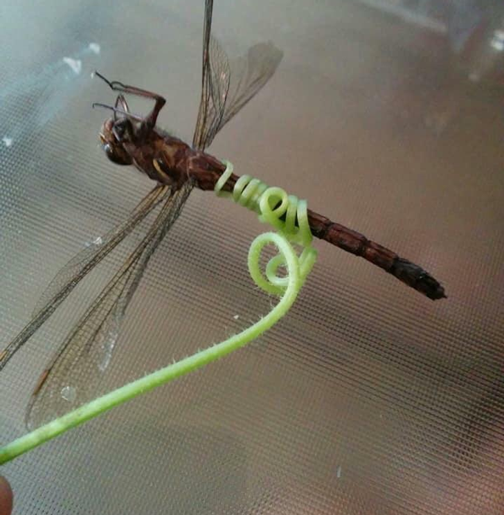 cool pics of interesting stuff - dragonfly - Noull