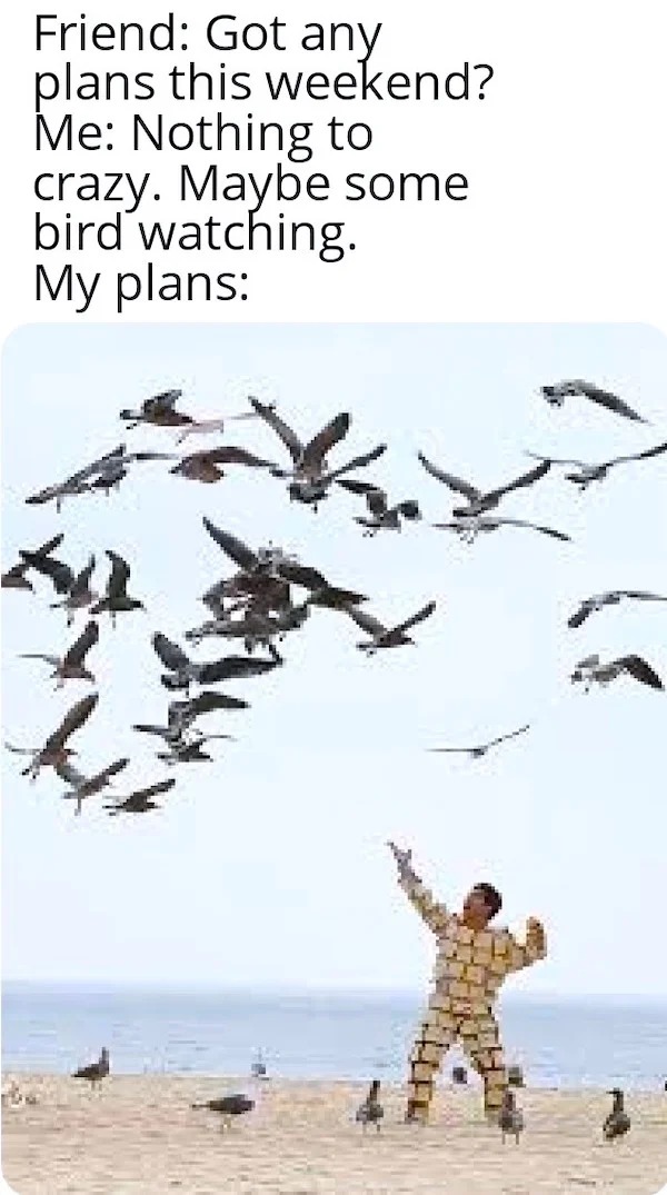 Funny Pics And Memes - flock of seagulls funny - Friend Got any plans this weekend? Me Nothing to crazy. Maybe some bird watching. My plans