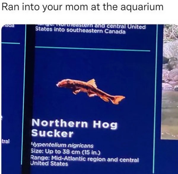 Funny Pics And Memes - Ran into your mom at the aquarium Northeastern and central United States into southeastern Canada adia
