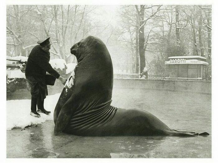 cool pics from history - berlin zoo walrus