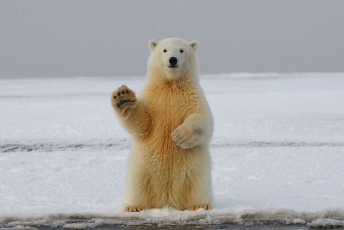 Facts That Could Save Your Life - polar bear waving