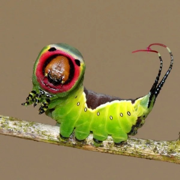 puss moth caterpillar face - 0 0 0 000