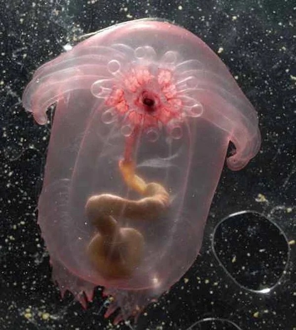 Pink Sea Through Fantasia is an incredible creature that was only recently discovered. It is a previously unknown species of free swimming sea cucumber.