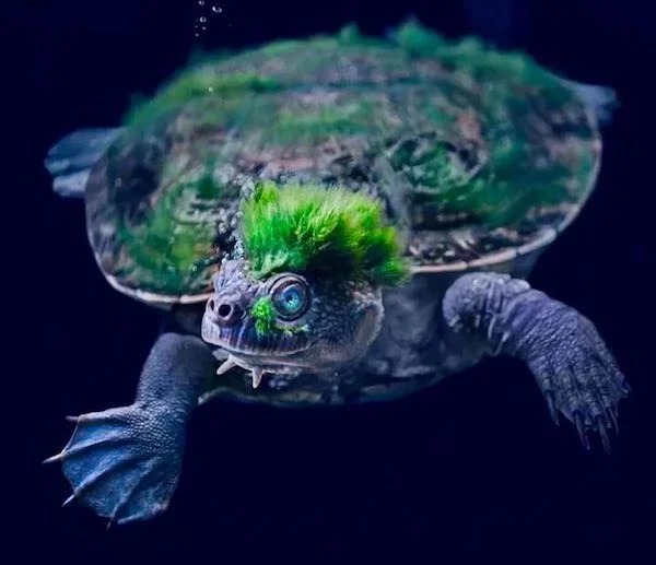 mary river turtle