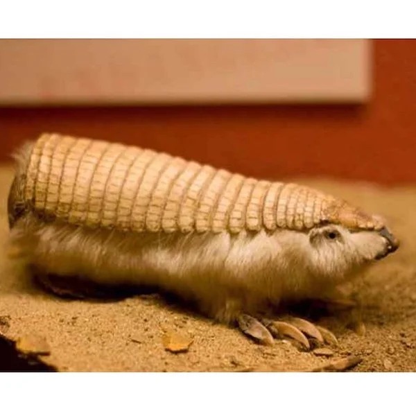 pink fairy armadillo for kids