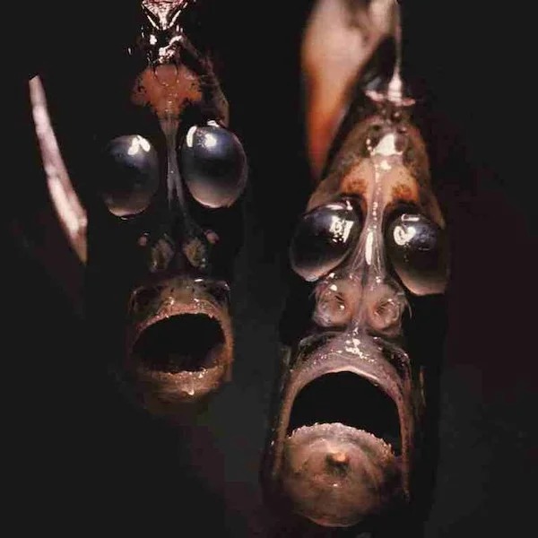 deep sea hatchetfish face