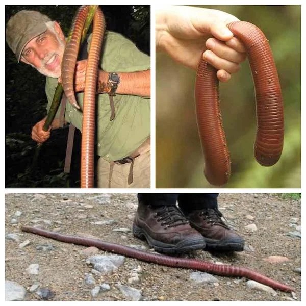 5 foot earthworm