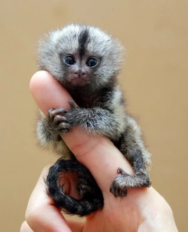 small monkey