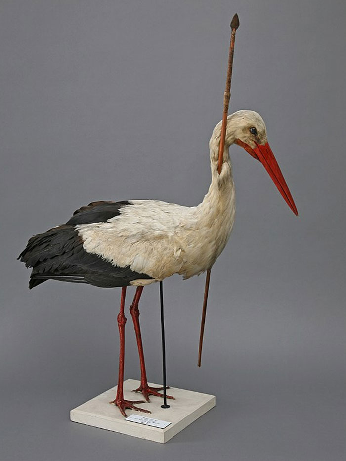 in 1822 a stork arrived in Germany with an arrow through its neck. The wood was from central Africa, over 3000 miles away. This convinced zoologists that birds migrated in the winter, and disproved other theories such as underwater hibernation, or transformation into other animals (like mice).