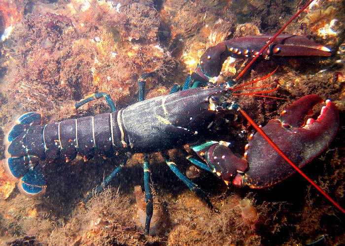 Lobsters don’t die of old age due to an enzyme called ‘telomerase’ that increases the number of divisions their cells can make, allowing them to repair their bodies and live extraordinarily long lives.