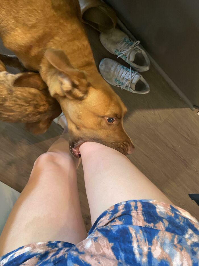 My Friend’s Dog Gently Puts Your Knee Into His Mouth When He Is Happy To See You