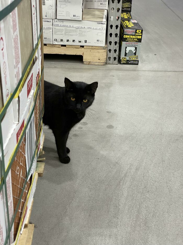 Found This Cat Wandering Around Lowes (Big Box Home Improvement Store)