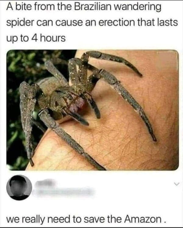 savage comments - brazilian wandering spider erection - A bite from the Brazilian wandering spider can cause an erection that lasts up to 4 hours we really need to save the Amazon.