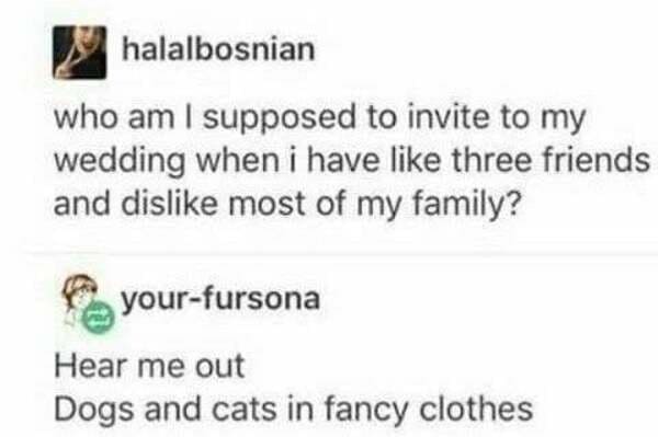 savage comments - pickles at movies in texas meme - halalbosnian who am I supposed to invite to my wedding when i have three friends and dis most of my family? yourfursona Hear me out Dogs and cats in fancy clothes